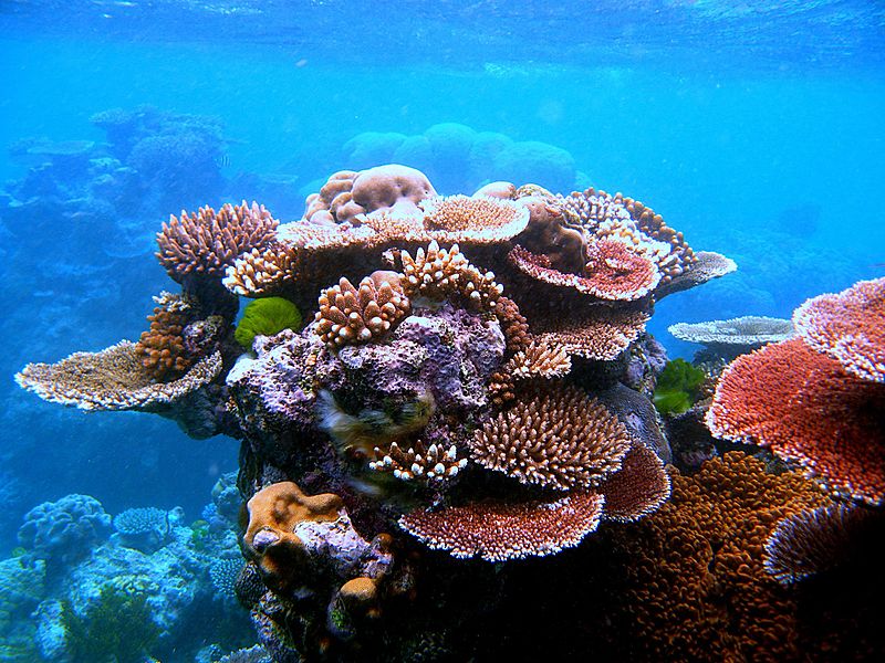 3-Coral reef